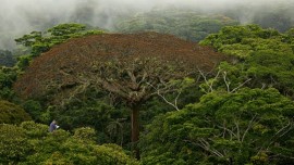 Le film de Luc Jacquet honore les forêts, poumons verts de la Terre. | Photo de VIFF