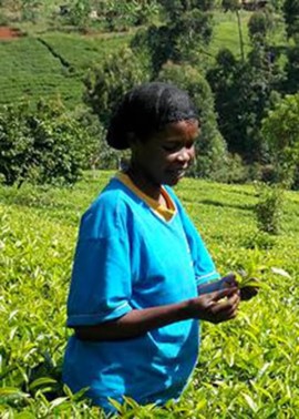 Une travailleuse dans les champs de thé kenyans. | Photo de Justea
