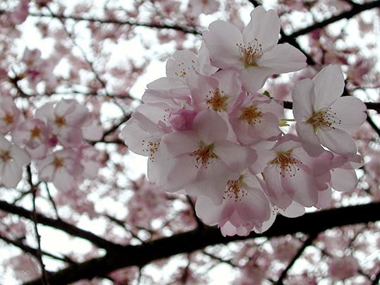 Un cerisier en fleur. | Photo par Ryan Cousineau