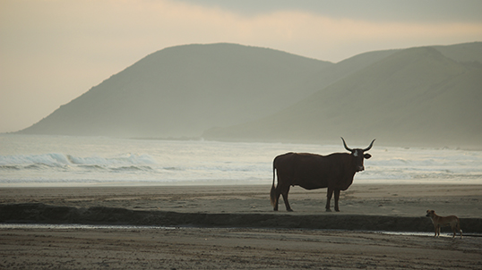La côte sauvage de l’Afrique du Sud. | Photo de The Shore Break